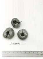 Click for 1 image(s) for this accession. FRUIT